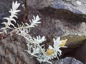 Helichrysum retortum